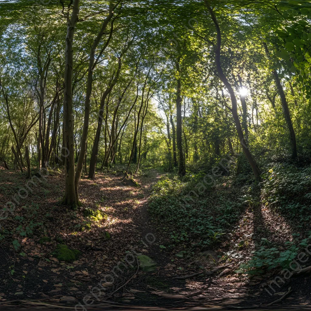 Woodland scene with sunrays creating beautiful light - Image 1