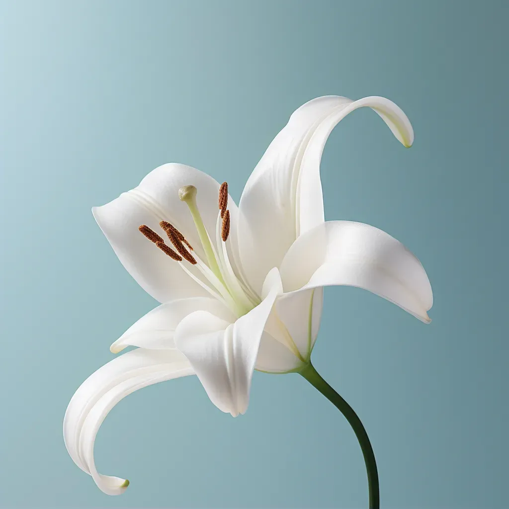 Simplicity of Lilies