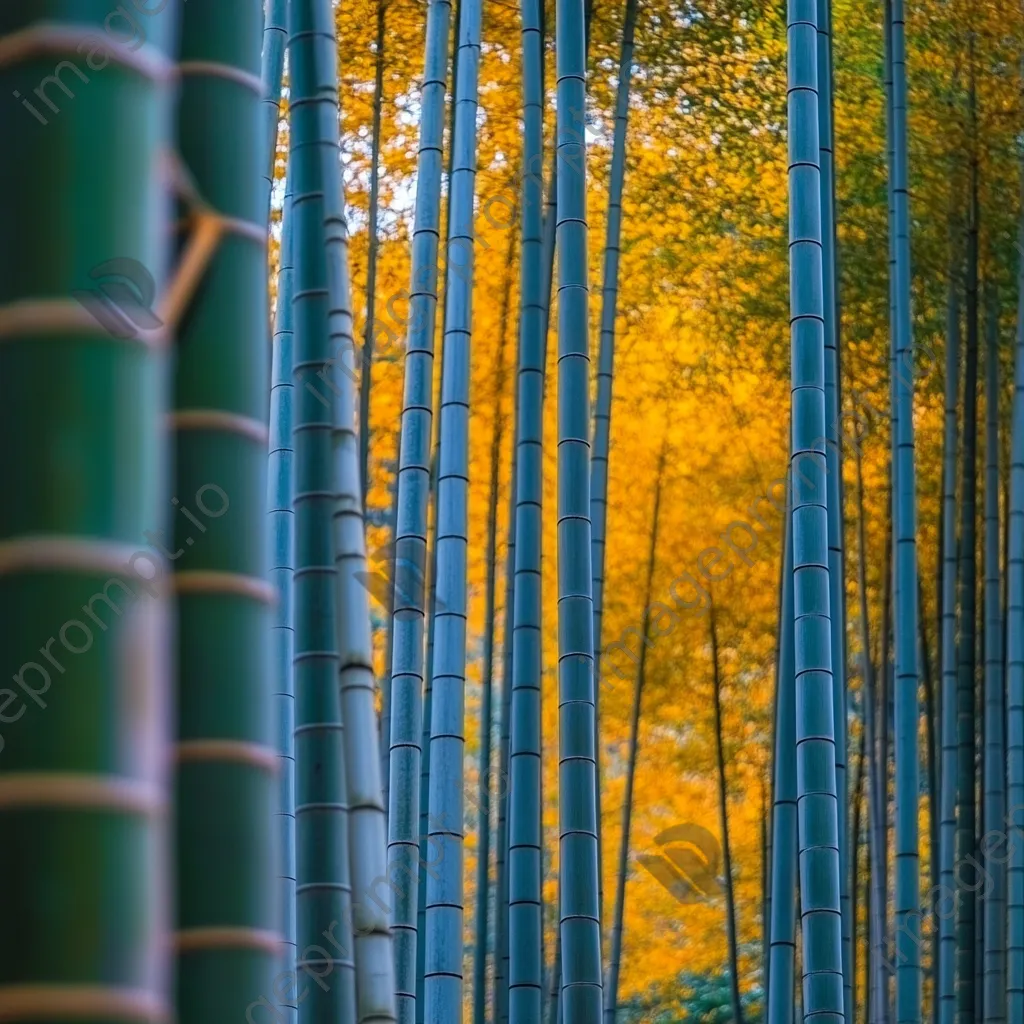 Vibrant bamboo forest in autumn with colorful foliage - Image 2