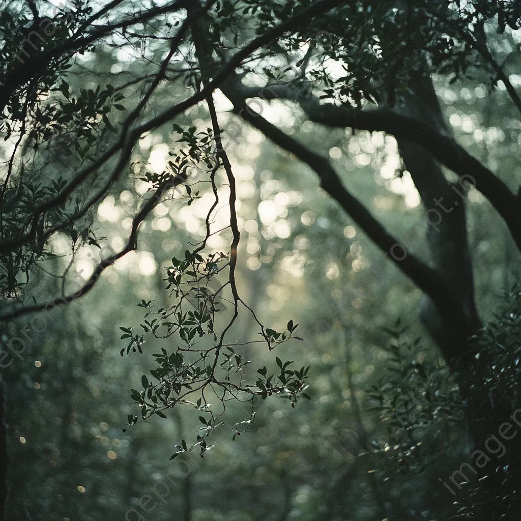 Soft morning light filtering through forest trees - Image 2