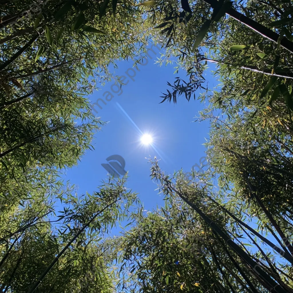 Tall bamboo stalks against a clear blue sky - Image 1