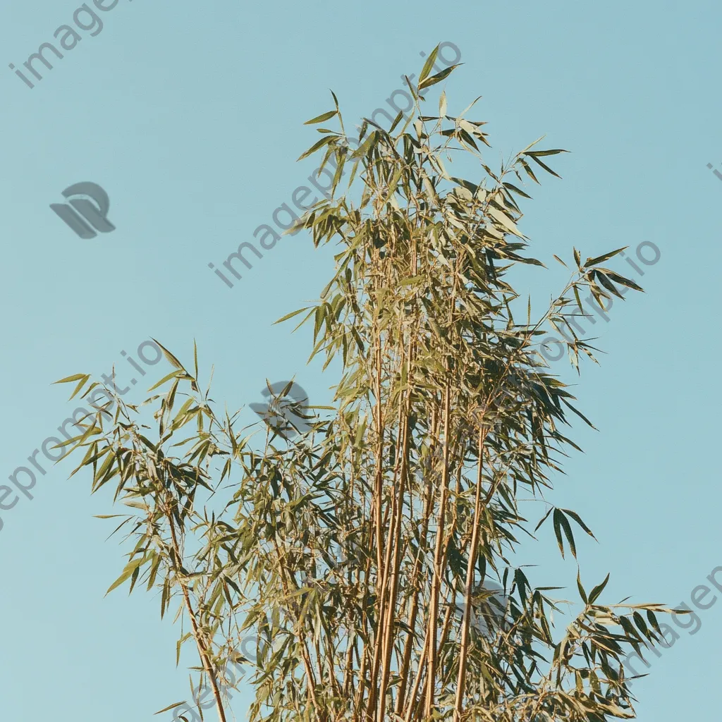 Tall bamboo stalks against blue sky - Image 1