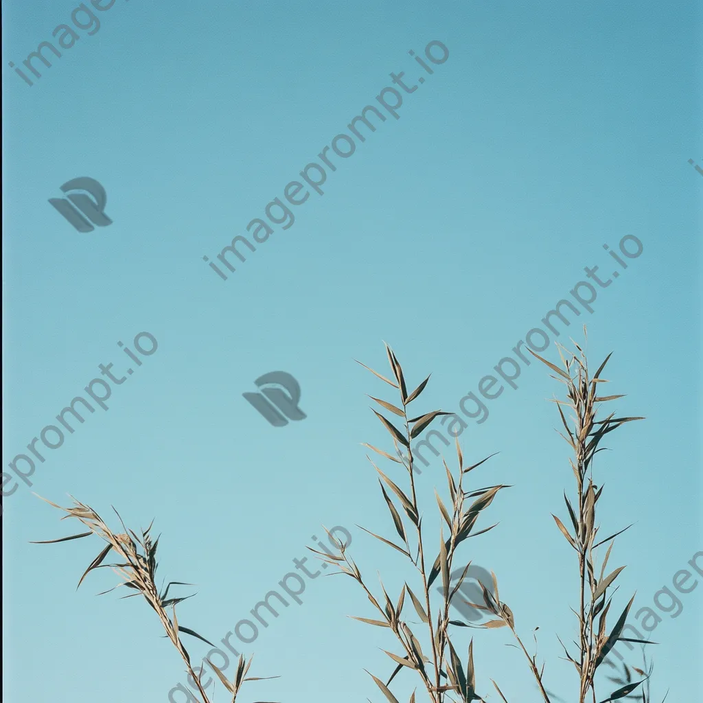 Tall bamboo stalks against blue sky - Image 3