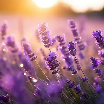 Morning Dew on Lavender Blossoms