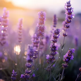 Close-up of lavender flowers with dew in the morning. - Image 3