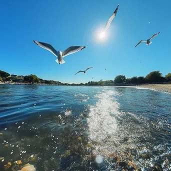 Seagulls Over Coastal Estuary