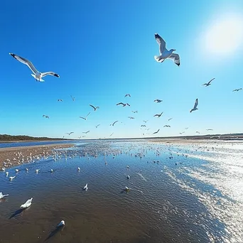 Seagulls flying over coastal estuary under blue sky - Image 2