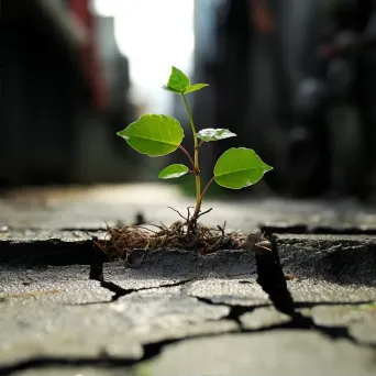 Fragile sapling pushing through cracks in concrete pavement - Image 2