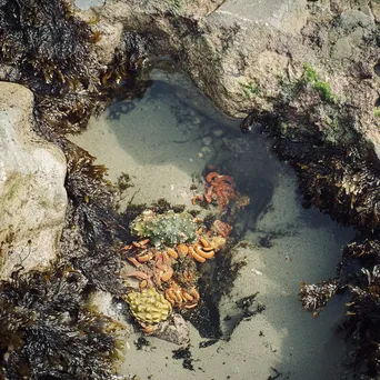 Low Tide Rock Pool Life