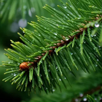 raindrops on pine needles - Image 1