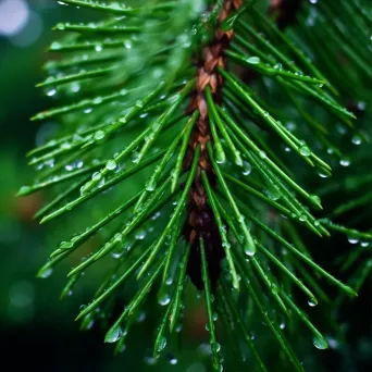 raindrops on pine needles - Image 3