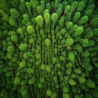 Aerial View of Bamboo Forest