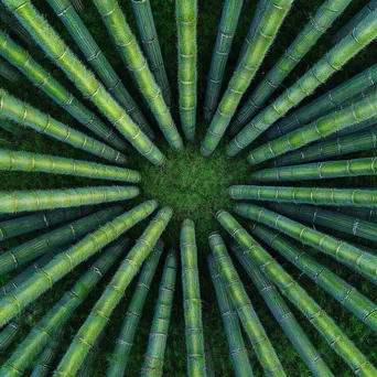 Aerial view of dense bamboo forest with patterns - Image 2