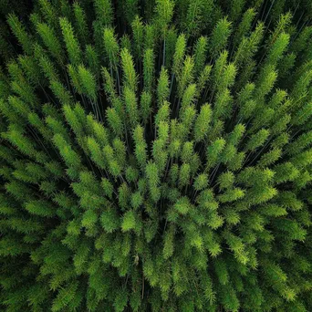 Aerial view of dense bamboo forest with patterns - Image 3