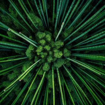 Aerial view of dense bamboo forest with patterns - Image 4