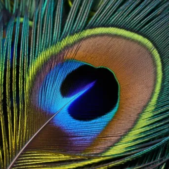 Close-up of a vibrant peacock feather - Image 3