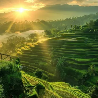 Bali rice terrace sunrise - Image 1