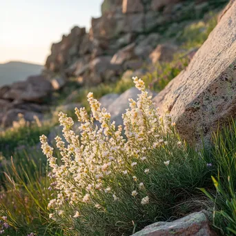 Close-up of mountain wildflowers with morning light - Image 1