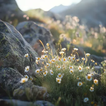 Close-up of mountain wildflowers with morning light - Image 2