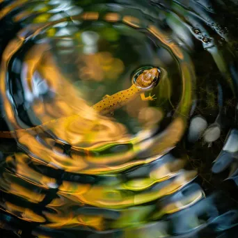 Elegant newt swimming in serene pond with plant reflections - Image 1