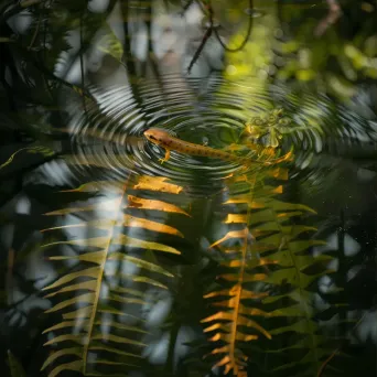 Elegant newt swimming in serene pond with plant reflections - Image 3