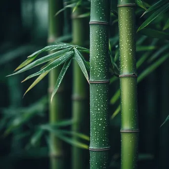 Close-up of dew-covered bamboo leaves in morning light - Image 1