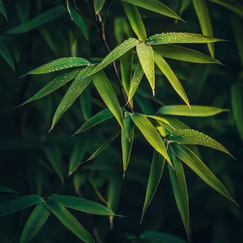 Close-up of dew-covered bamboo leaves in morning light - Image 2