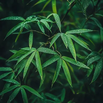 Dew-Kissed Bamboo Leaves