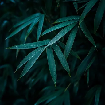 Close-up of dew-covered bamboo leaves in morning light - Image 4