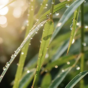 Dew-Drenched Bamboo Stalks