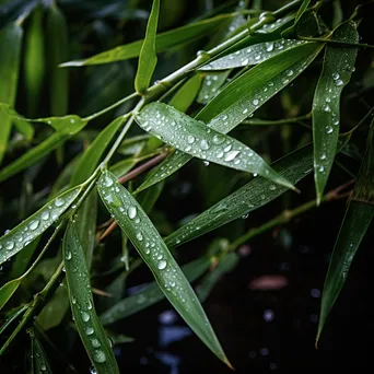 Close-up of bamboo stalks with dew drops - Image 3