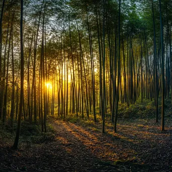 Panoramic view of bamboo forest during sunrise - Image 2