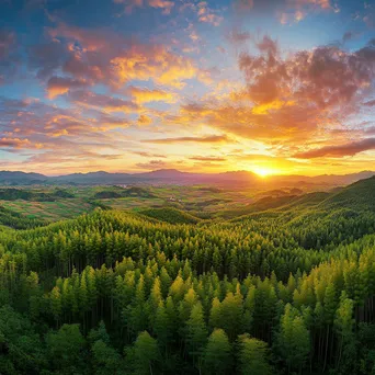 Panoramic view of bamboo forest during sunrise - Image 3