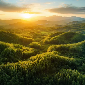 Panoramic Bamboo Forest at Sunrise