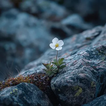 Resilient Alpine Beauty