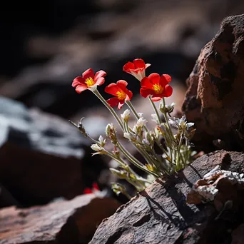 Delicate desert flowers growing among rugged rock formations - Image 3