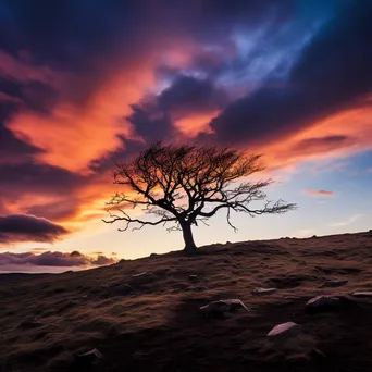 Lone tree silhouette against a dramatic sky in black and white - Image 4