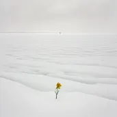 Single yellow daffodil blooming in the middle of a snow-covered field - Image 3