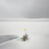 Single yellow daffodil blooming in the middle of a snow-covered field - Image 4