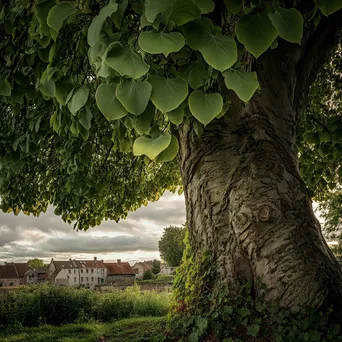 Large linden tree in a tranquil village setting - Image 1