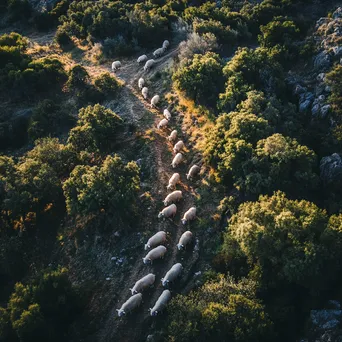 Aerial shot of shepherd and flock meandering through a beautiful valley - Image 3