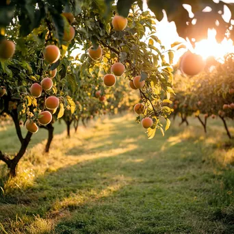 Peach trees with ripe fruits in an orchard at sunset - Image 3