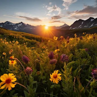 Wide view of an alpine meadow filled with wildflowers at sunset - Image 3