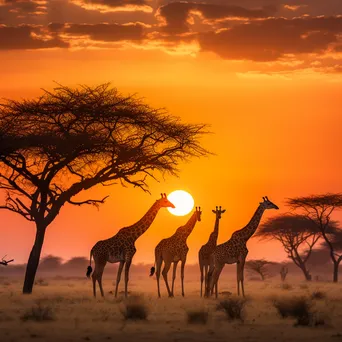 Giraffes silhouetted against a sunset sky. - Image 1