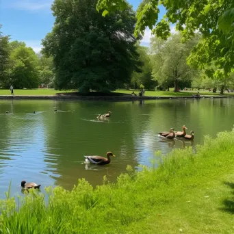 ducks in pond - Image 2