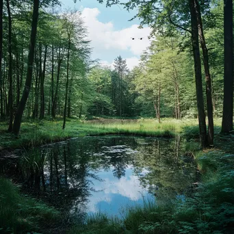 Woodland clearing with a pond and dragonflies hovering above. - Image 4