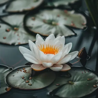 water lily close-up - Image 2