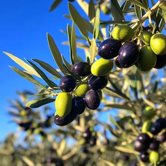 Olive trees filled with olives under a vibrant blue sky. - Image 3