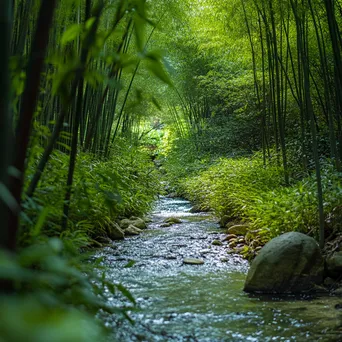 Winding stream in a bamboo forest - Image 3