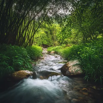 Winding stream in a bamboo forest - Image 4